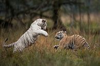 Koenigstiger ( Panthera tigris tigris), zwei Jungtiere in spielerischem Kampf van wunderbare Erde thumbnail