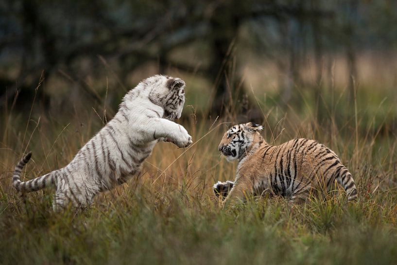 Koenigstiger ( Panthera tigris tigris), zwei Jungtiere in spielerischem Kampf van wunderbare Erde