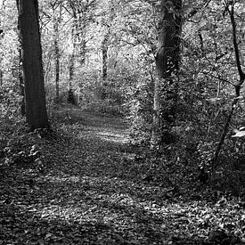 Stiller Weg im Herbstlicht. von Jose Lok