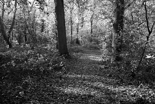 Stiltepad in het herfstlicht. van Jose Lok