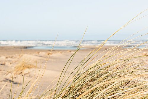 Helmgras in de duinen met uitzicht op strand en Noordzee – Terschelling in het voorjaar