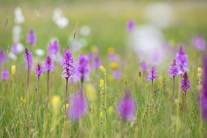 Prairie fleurie dans la tourbière surélevée