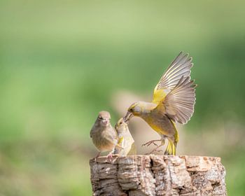 Les écoliers en action