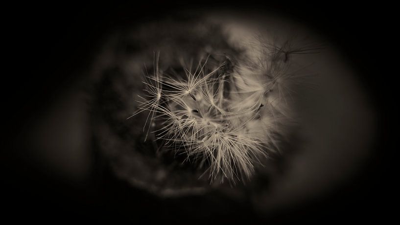 Seedlings adrift by Jenco van Zalk