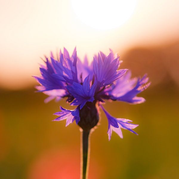 Bleuet dans un champ de fleurs. par Ronald Beelen