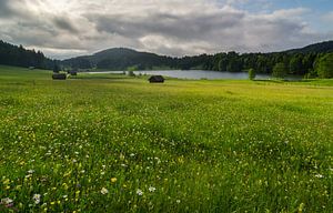 Blumenwiese am Geroldsee.