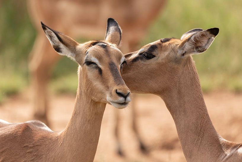 Kiss of an Impala Antelope by Dennis Eckert