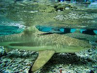 Black tip sharks, Fakarava, French Polynesia