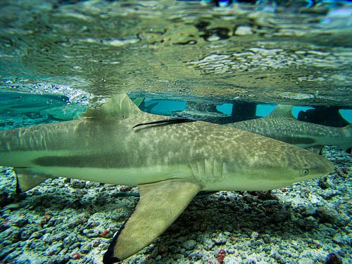 Les requins à pointe noire, Fakarava, Polynésie française