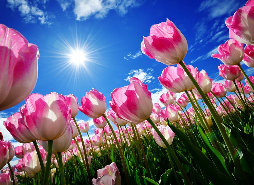 Roze tulpen in de zon van Riekus Reinders