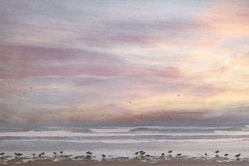 Vögel am Strand am Meer / Sonnenuntergang von Photography art by Sacha