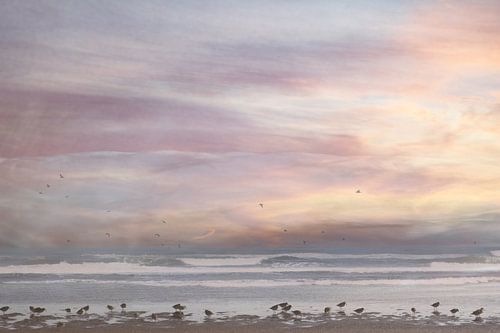 Birds on the beach by the sea / sunset