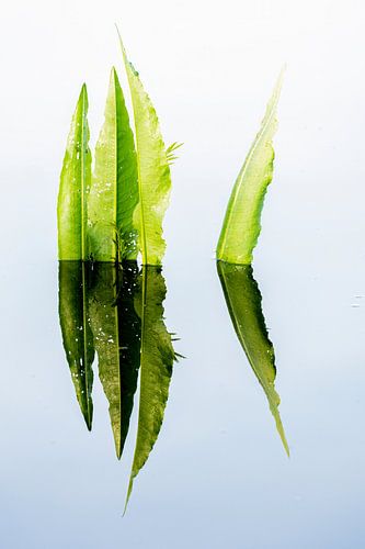 spiegeling waterzuring