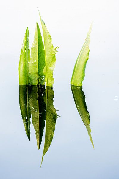 mirror water sorrel by Peter van Wieringen