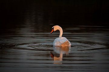 Swan in evening light