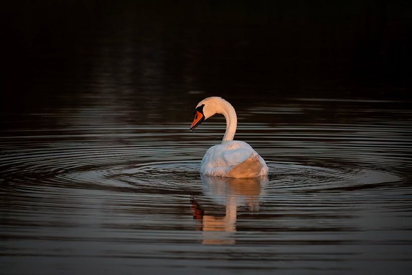 Schwan im Abendlicht von Elles Rijsdijk