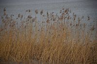 Reed plumes in the wind