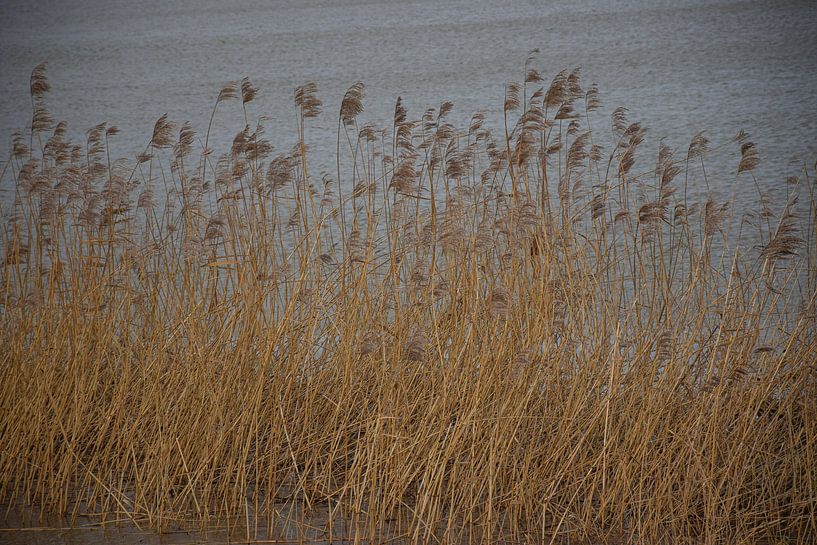 Reed plumes in the wind by Ingrid de Vos - Boom