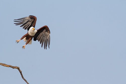 Afrikaanse zeearend.