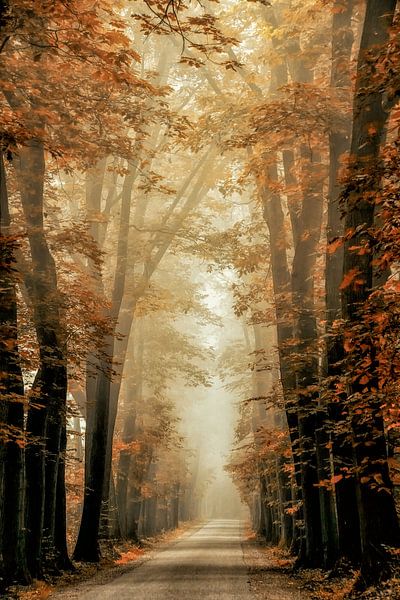 Delightfall van Lars van de Goor