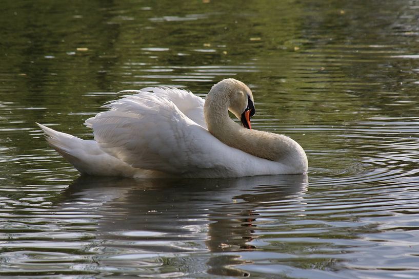 Cygne muet par John Kerkhofs