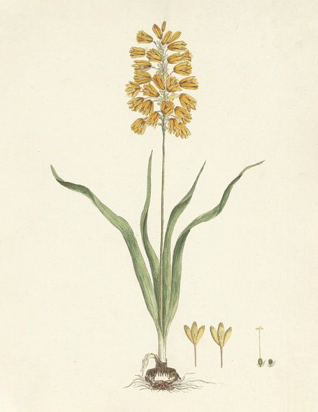 Ixia odorata Ker. Gawl by Robert Jacob Gordon - 1777 - 1786 by Gave Meesters