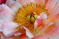 Peony