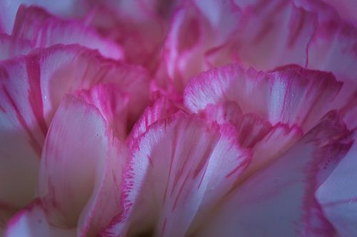 Accent rose