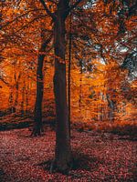 Herbst 4