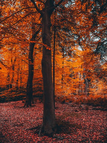 Herbst 4 von snippefotografie