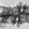 Bäume im Spiegelland von Jannie Looge