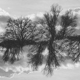 Bäume im Spiegelland von Jannie Looge