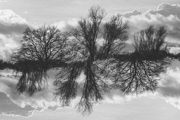 bomen in spiegelland van Jannie Looge