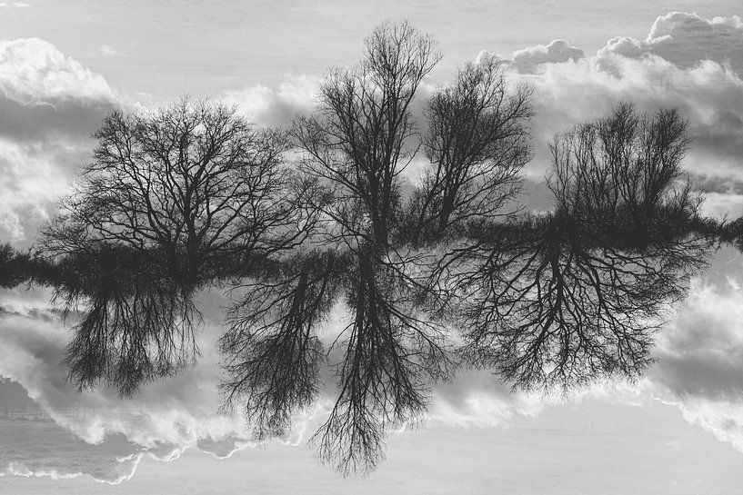 trees in mirrorland by Jannie Looge