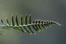 Varenblad von Dick Vermeij