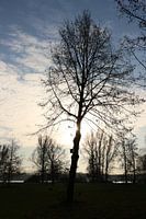 Silhouette d'arbre