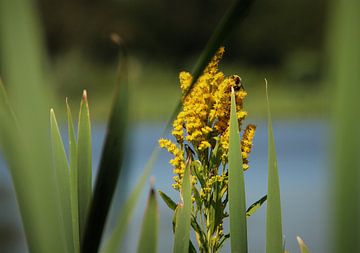 Stiekem doorkijkje van Marije Zwart