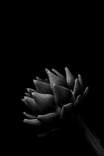 Lunar Form