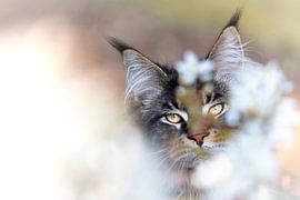 Maine Coon cat among the blossoms by Het Boshuis