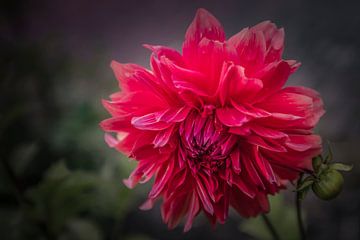 Dahlia rouge sur Freddy Hoevers