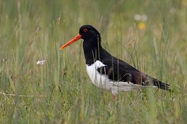 Oystercatcher ( Haematopus ostralegus ) on a wet, extensive meadow, wildlife, Europe. by wunderbare Erde