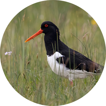 Scholekster ( Haematopus ostralegus ), op een natte weide in het voorjaar, wild, Europa. van wunderbare Erde