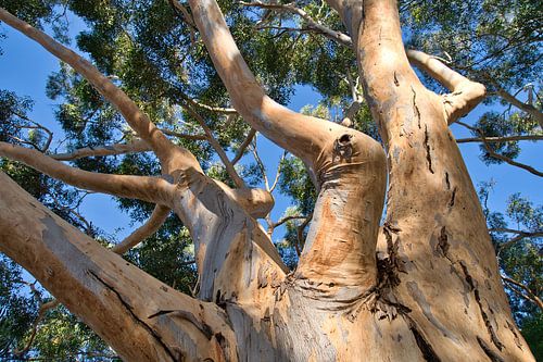 Details over de gomboom