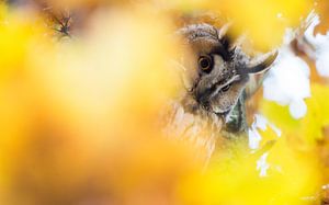 Hibou moyen-duc dans une atmosphère d'automne