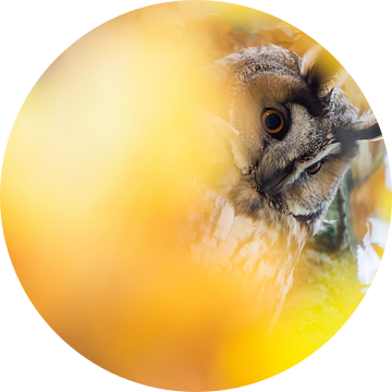 Ransuil in herfstsferen