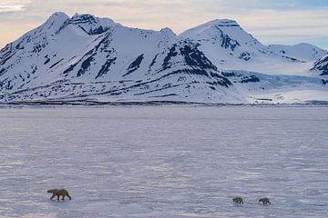 Landschap Spitsbergen met IJsberen van Merijn Loch