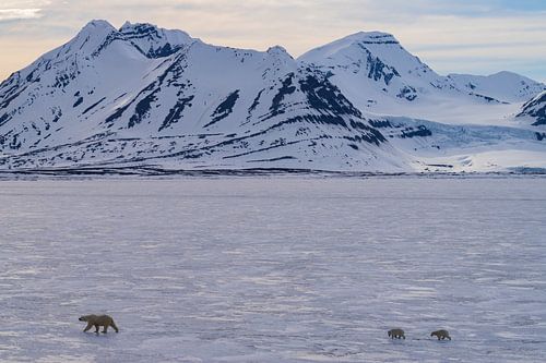 Landschaft Spitzbergen mit Eisbären