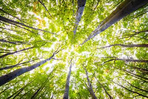 Wald im Herbst von Martin Wasilewski