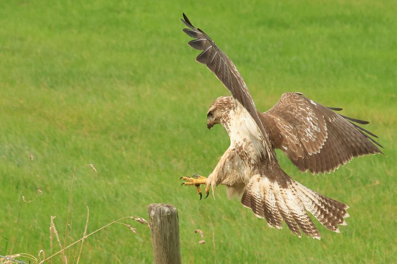 Bussard von Rinnie Wijnstra (FotoAmeland )