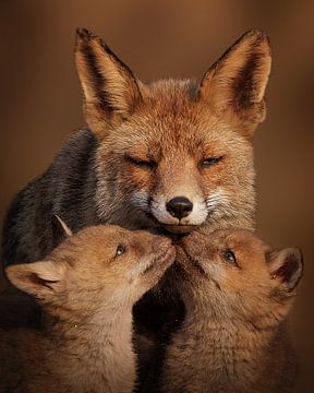 Amour maternel entre la mère renarde et ses renardeaux